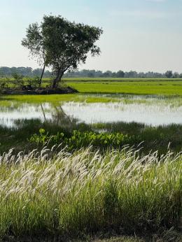 ขายทีดินการเกษตรราคาถูก ต.ดงละคร อ.เมืองนครนายก จ.นครนายก